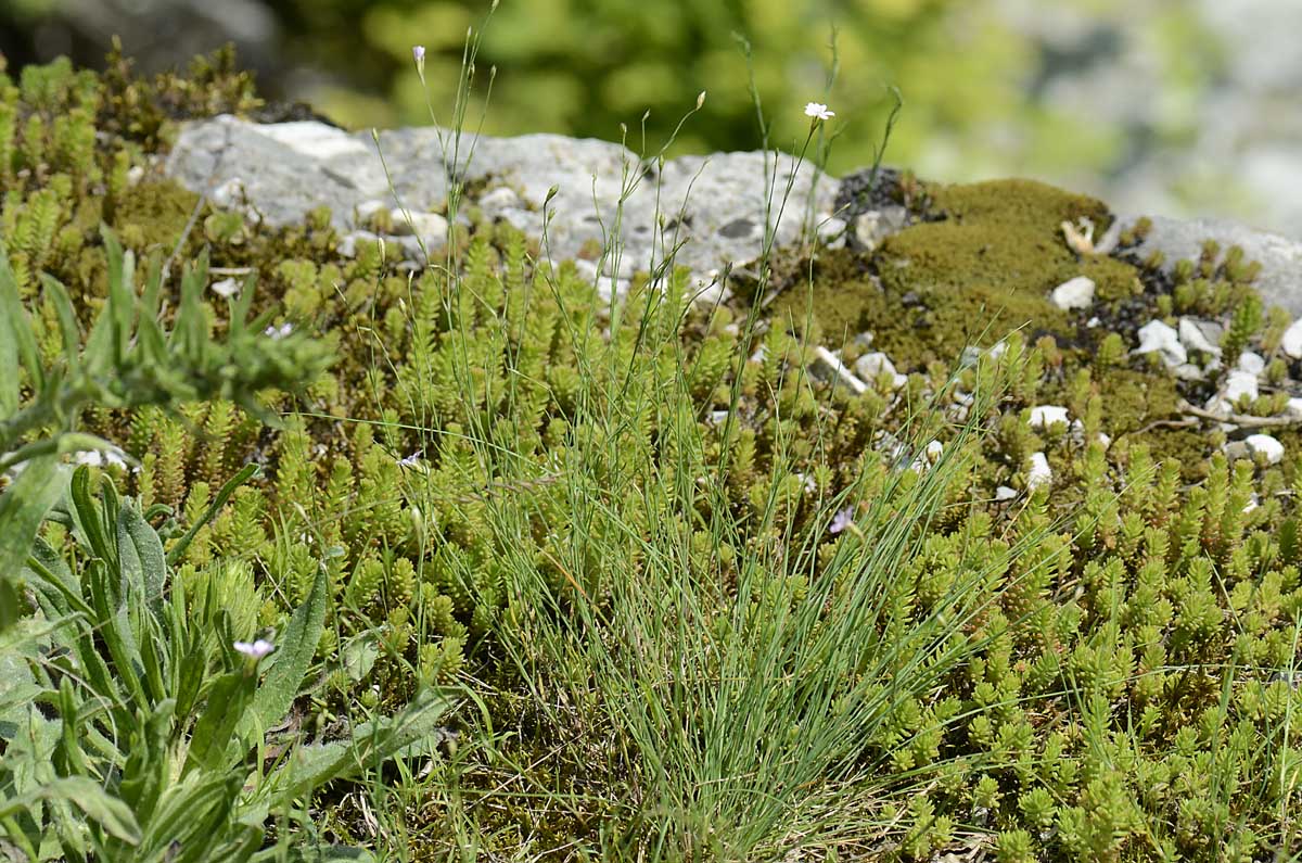 Petrorhagia saxifraga / Garofanina spaccasassi